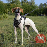 イングリッシュポインター　胴輪　本革製