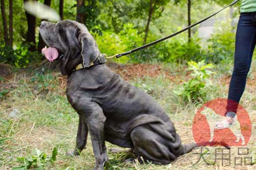 犬　ナポリタン・マスティフ