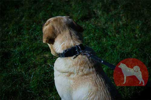 大型犬　首輪　かっこいい