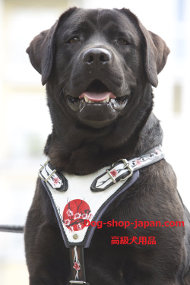 ラブラドール用和風ハーネス