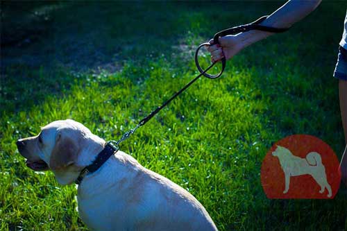 犬　リード　三つ編み