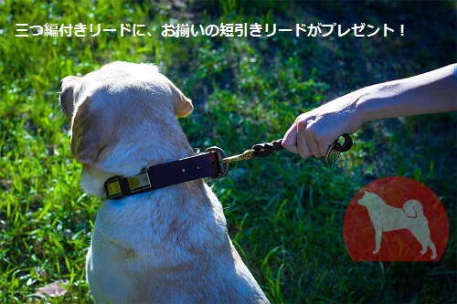 犬　短いリード