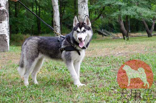 ハスキー 犬ぞり