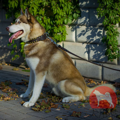 大型犬　首輪　海外