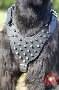 ジャイアントシュナウザー　ハーネス