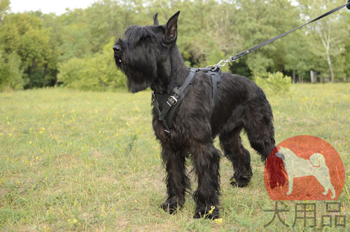 超大型犬　ハーネス