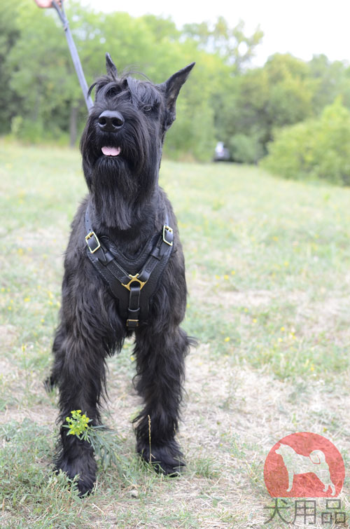 大型犬　ハーネス　革