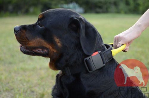 大型犬用首輪　ナイロン