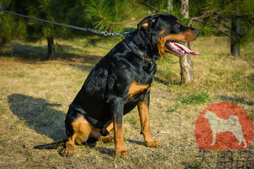 大型犬　首輪　革