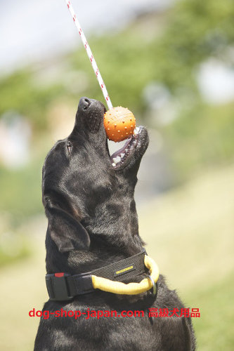 大型犬　おもちゃ　ボール