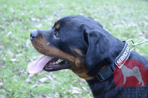 大型犬　首輪　ロットワイラー