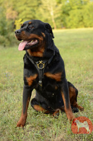 ロットワイラー グッズ 大型犬用