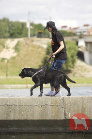 ロットワイラー グッズ 大型犬用