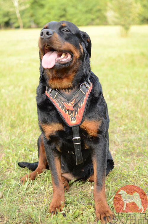 大型犬　ハーネス　炎柄