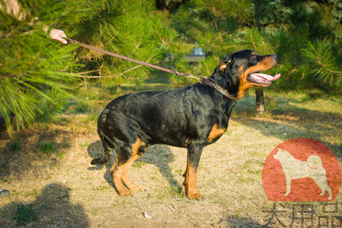 大型犬　首輪　革