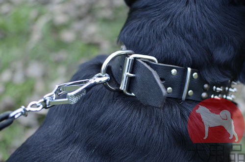 大型犬　首輪　ユニーク