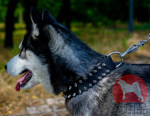 シベリアンハスキー 犬用品である大型犬用首輪 上質なナイロン製 シベリアンハスキー 犬用品である大型犬用首輪 上質なナイロン製