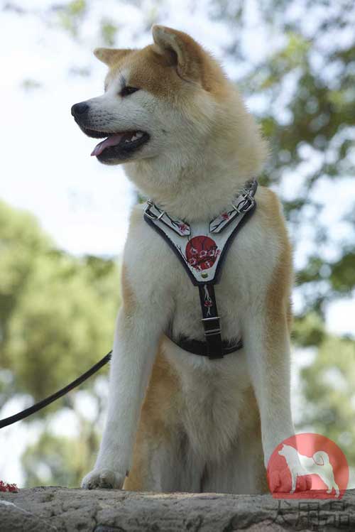 ハーネス　秋田犬