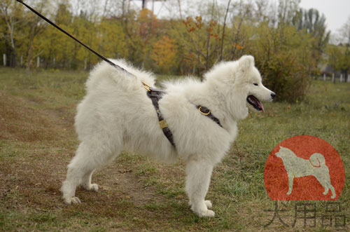 大型犬　ハーネス　革"