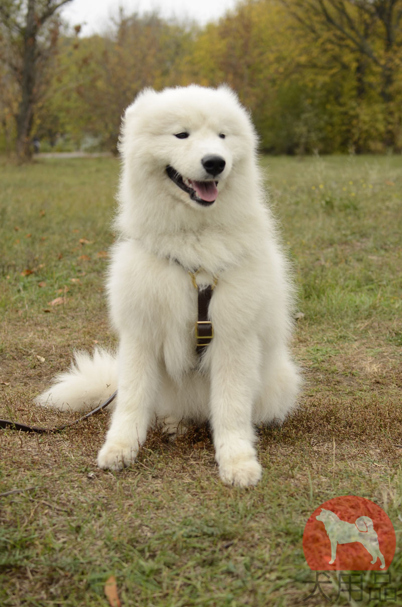 サモエド用ハーネス 軽い 大型犬用ハーネス 革 8094