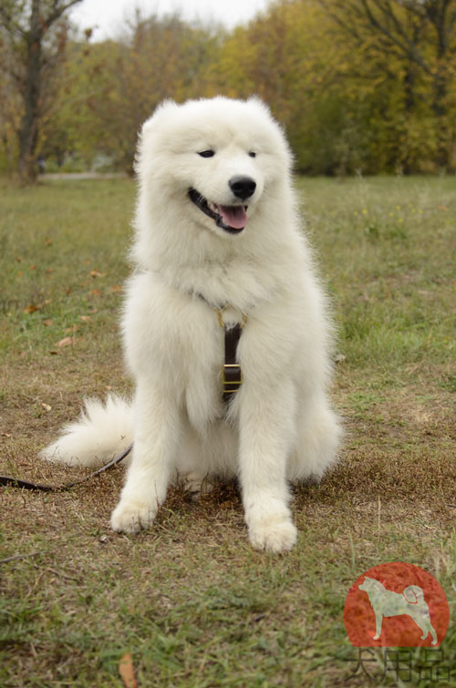 大型犬　ハーネス　海外