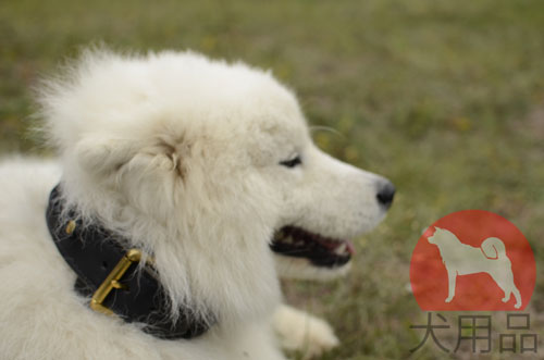 大型犬　首輪　海外