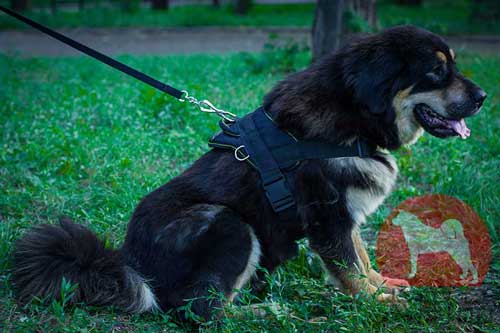 大型犬　ハーネス　ナイロン