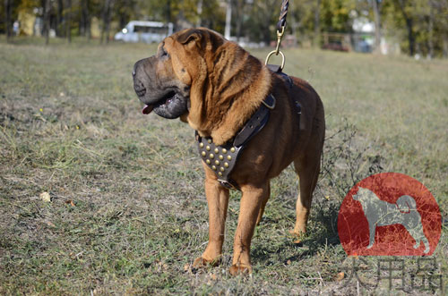 大型犬　ハーネス　高級