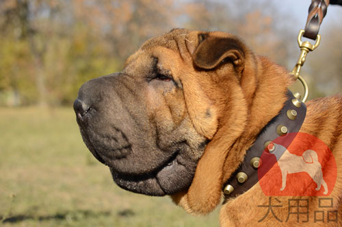 大型犬　首輪　高級