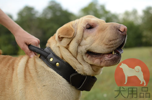 大型犬　首輪　海外