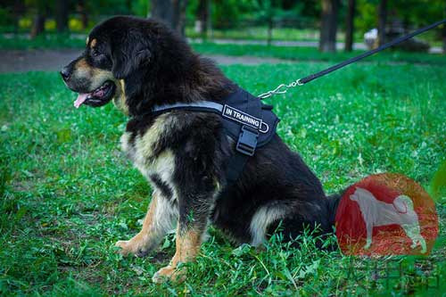 大型犬　ハーネス