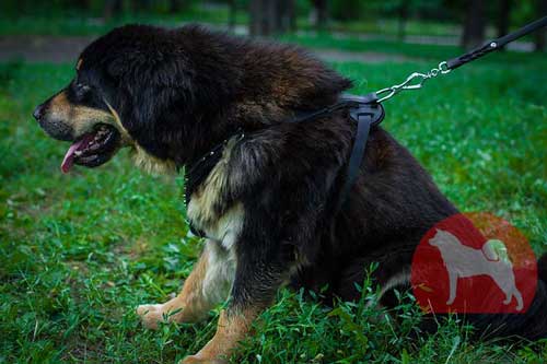 大型犬　ハーネス　かっこいい