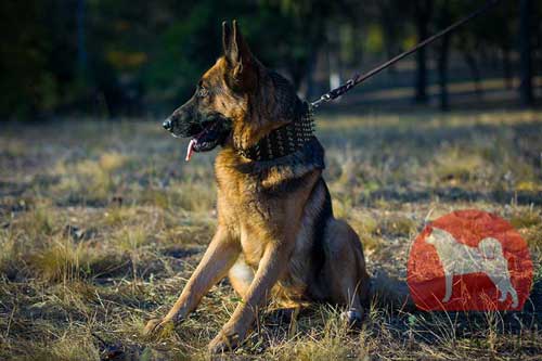 犬　首輪　幅広