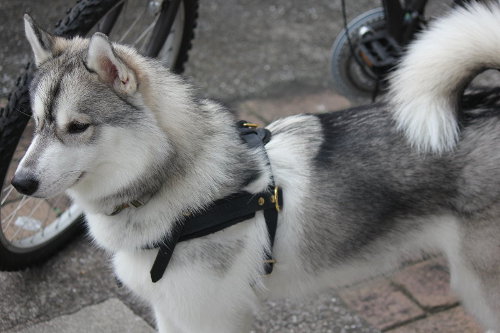 シベリアンハスキー 散歩 自転車