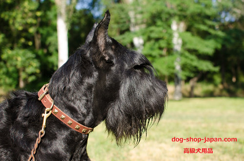 シュナウザー　首輪