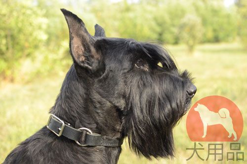 超大型犬　首輪　革