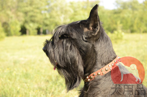 超大型犬　首輪