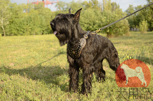 超大型犬　ハーネス