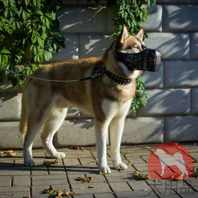 レザー　首輪　犬