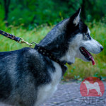 ハスキー犬 首輪 おしゃれなデザイン 上質な本革製 ハスキー犬 首輪 おしゃれなデザイン 上質な本革製