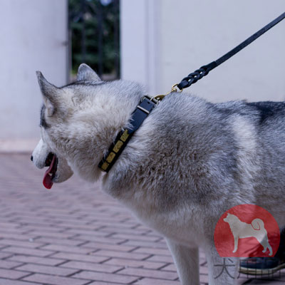 大型犬　首輪　丈夫