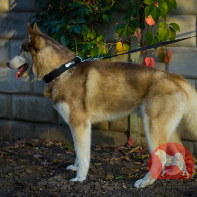 大型犬　首輪　防水