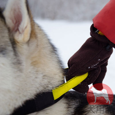 大型犬　首輪　柔らかい