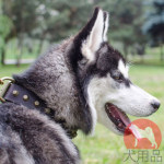 大型犬 首輪 ソフト革製 スタイリッシュなピラミッド型スタッズ付き 大型犬 首輪 ソフト革製 スタイリッシュなピラミッド型スタッズ付き