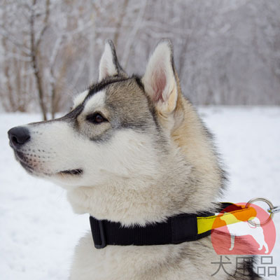 大型犬　首輪　ナイロン