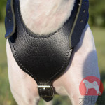 イングリッシュポインター　散歩に最適な大型犬　ハーネス　革製