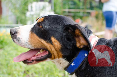 大型犬　首輪　アメリカ