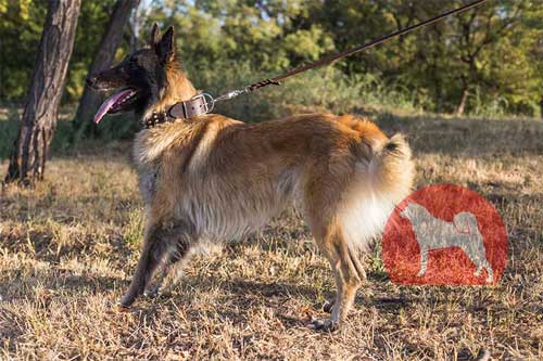 大型犬　首輪　革