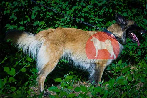 大型犬　首輪　おしゃれ