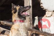 大型犬 おしゃれ首輪(ピンク) 大型犬 おしゃれ首輪(ピンク)